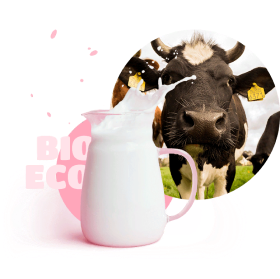  milk and cow